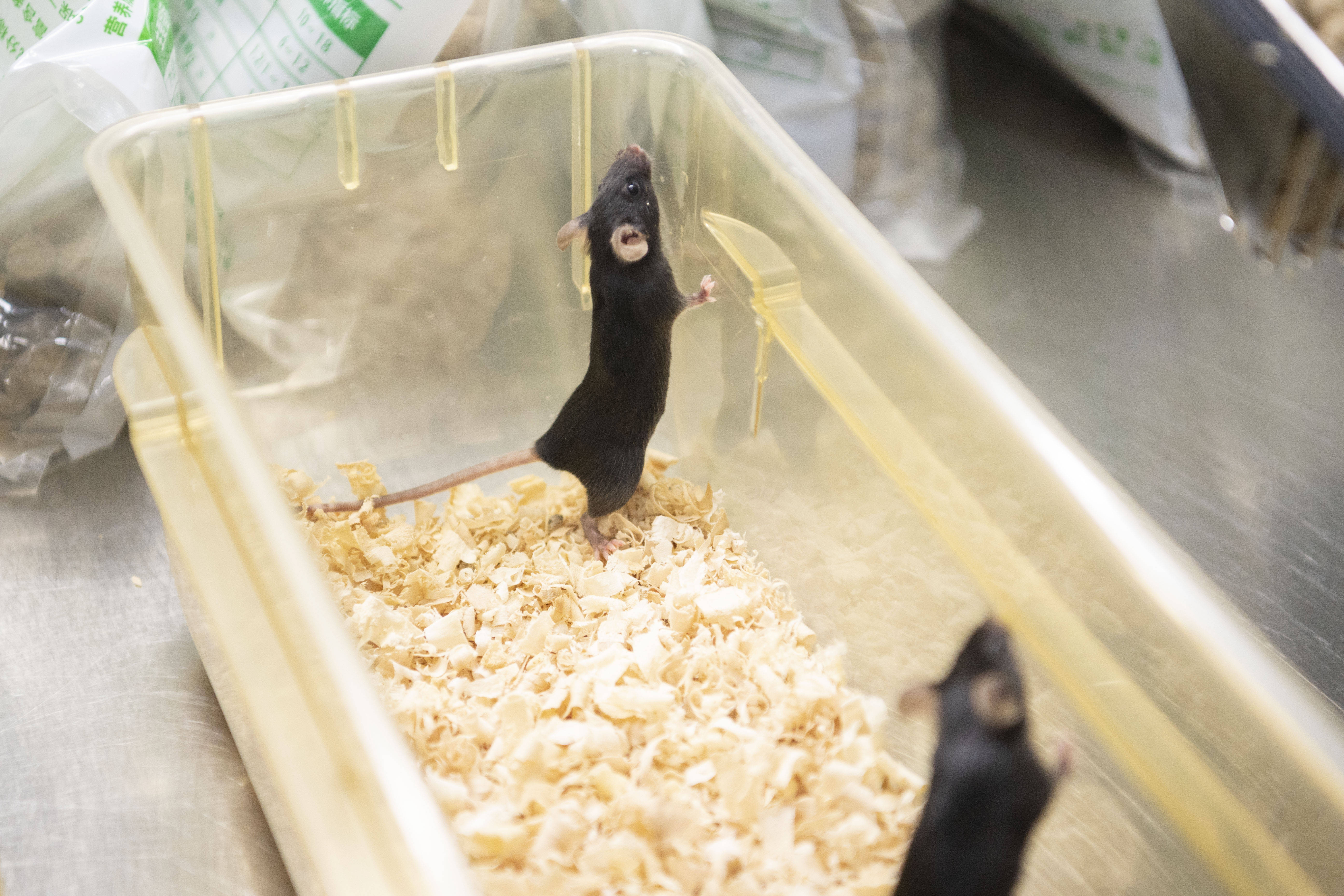 今晚9点30开鼠,精准分析实践_实验版84.168