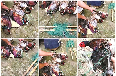 最新捕鸡工具观点论述与介绍