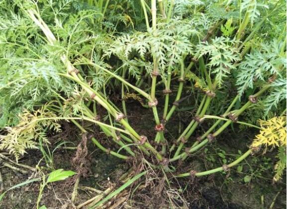 川芎最新行情详解及市场动态获取指南