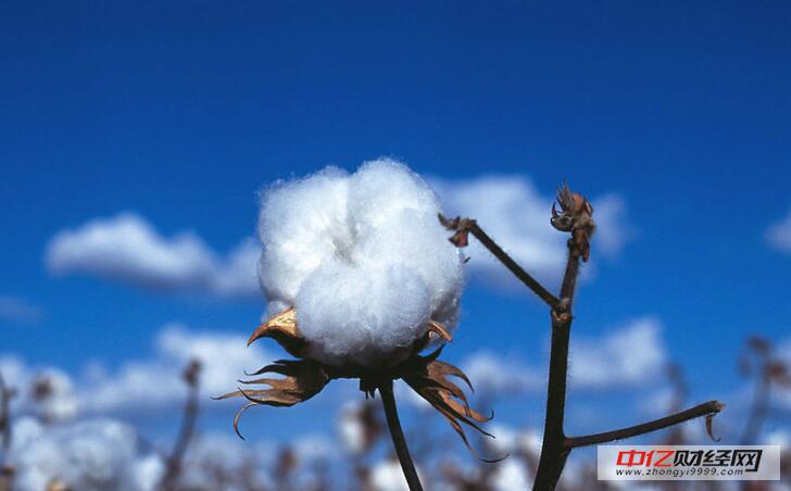 棉花最新行情与温馨日常故事交织