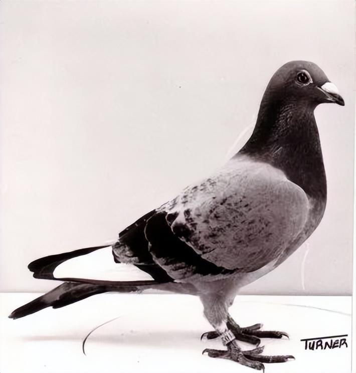 北京鸽子比赛，历史、发展与竞技魅力的探秘