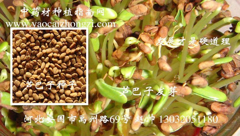 芦巴子行情深度解析，背景、事件与地位探究