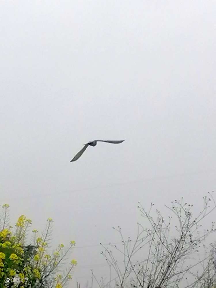 资阳董家坝的最新动态与温馨日常资讯