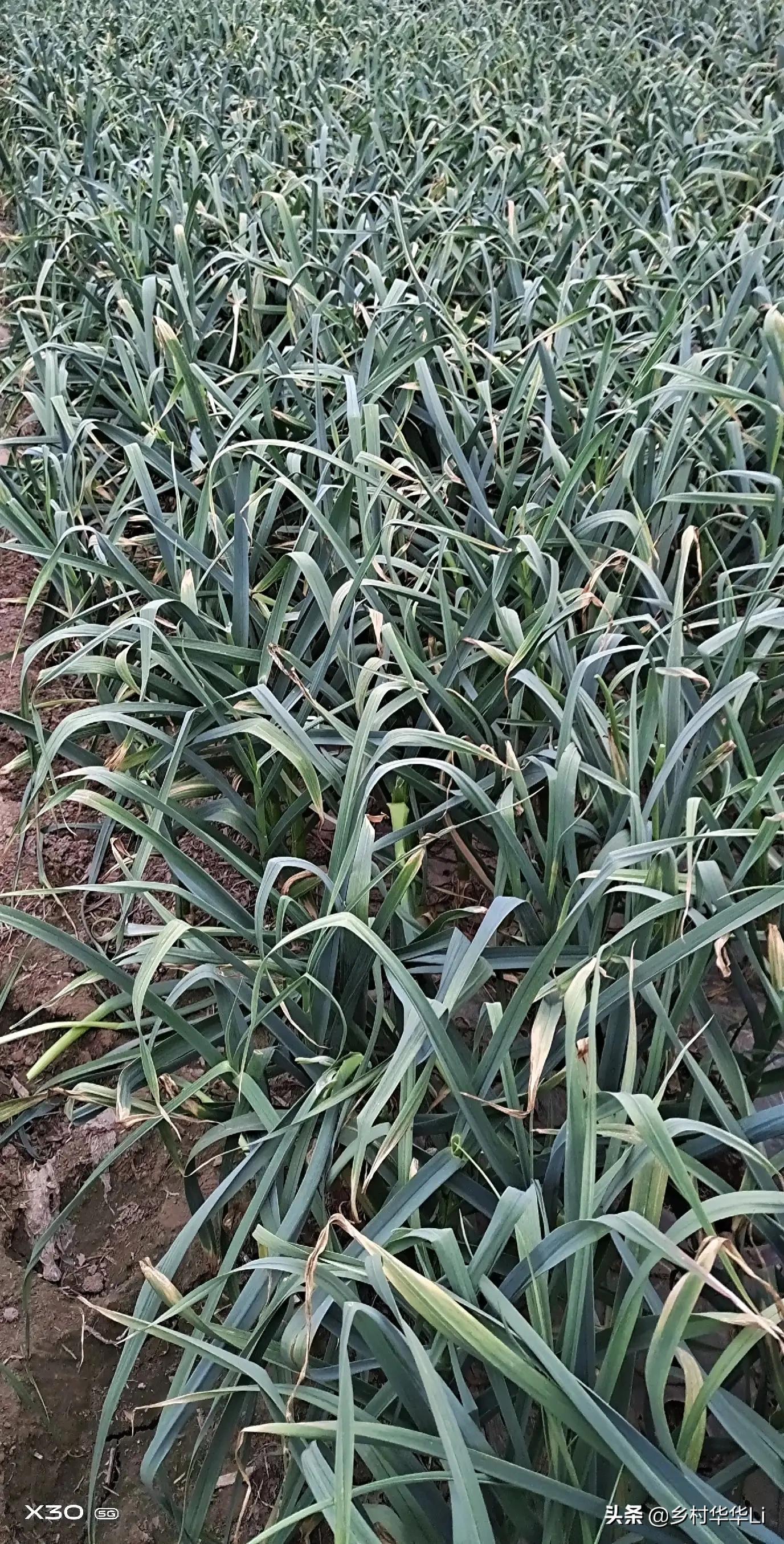 大蒜最新价格行情走势，心灵与自然的探索之旅