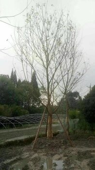 探秘小巷深处的宝藏，揭秘价值连城的30公分朴树价格之谜