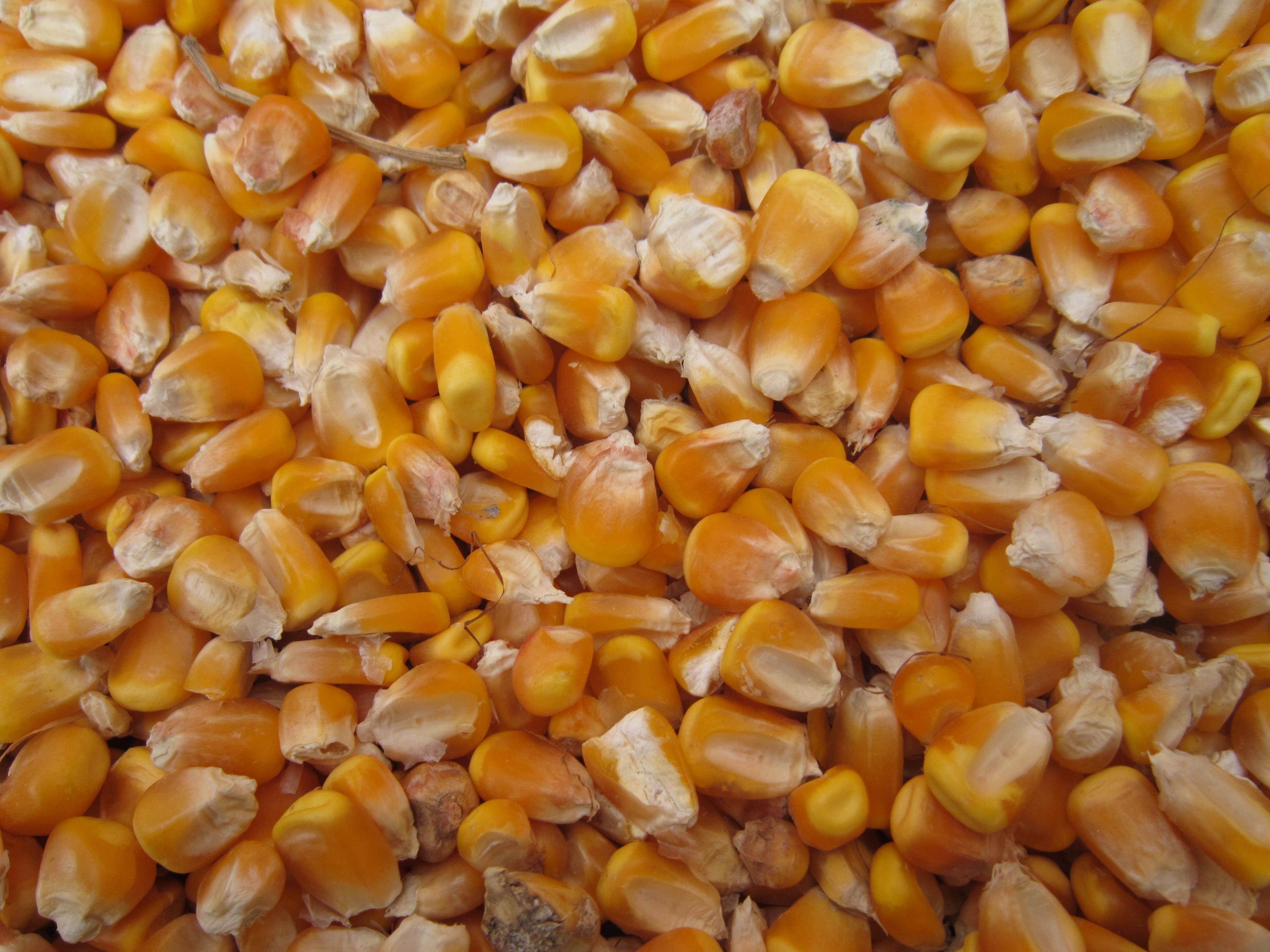 玉米最新价格揭秘，小巷深处的秘密宝藏